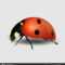Blank Ladybug Template | Vector Close Up Realistic Ladybug Regarding Blank Ladybug Template